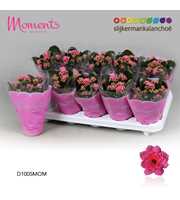 Kalanchoe Moments - Pink