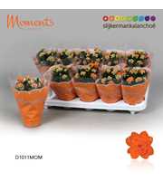 Kalanchoe Moments - Orange