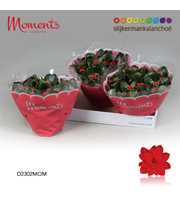 Kalanchoe Moments - Red