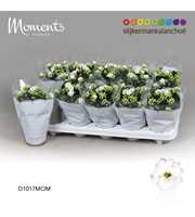 Kalanchoe Moments - White