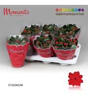 Kalanchoe Moments - Red