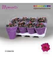 Kalanchoe Moments - Purple