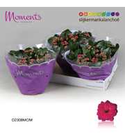 Kalanchoe Moments - Purple