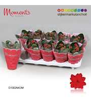 Kalanchoe Moments - Red