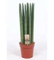 Sansevieria Straight