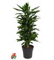 Dracaena Janet Lind vertakt P27