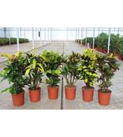 Codiaeum mix (Croton mix)