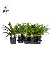 Asplenium antiquum - Air So Pure