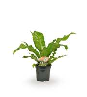 Asplenium nidus