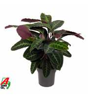 Calathea Warscewiczii