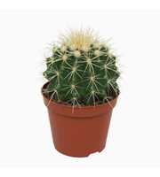 Echinocactus grusonii 8,5 cm