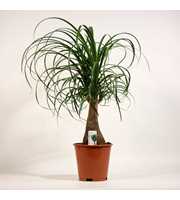 Beaucarnea recht 17 cm (2 kop)