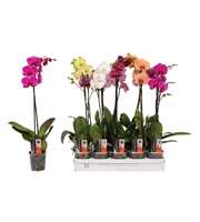 Phalaenopsis 5 color mix, 1-spike 9+/branched