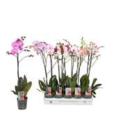 Phalaenopsis 5 color mix, 1-spike 9+/branched