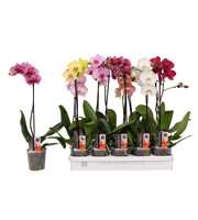 Phalaenopsis 5 color mix, 1-spike 6+