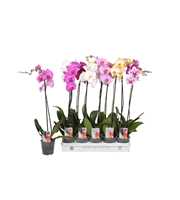 Phalaenopsis 5 color mix, 1-spike 9+/branched