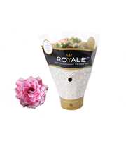 Kalanchoe Rosalina 07cm Royale Alano roze/wit