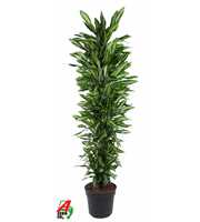 Dracaena Cintho vertakt P40