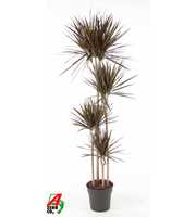 Dracaena Magenta 120-90-60-30