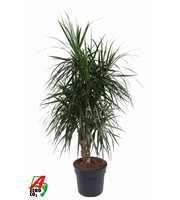 Dracaena Marginata vertakt P34-180