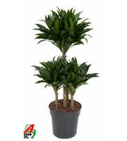 Dracaena Compacta 45-carrousel