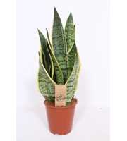 Sansevieria Superba