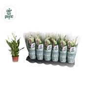 Air So Pure - Spathiphyllum Pearl Cupido 9cm