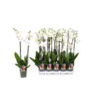 Phalaenopsis Star White, 2-spike 12+
