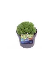 Saxifraga Touran Limegreen