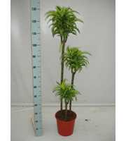 Dracaena Lemon Surprise 90-60-30