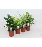 Purify Dieffenbachia Gemengd Luxe 17 cm