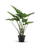 Alocasia Portodora 35c