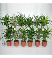 Dracaena Luxe Mix 60/30/15