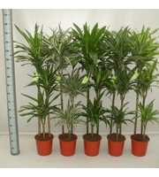 Dracaena Luxe Mix 90/60/30