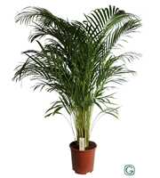 Dypsis Lutescens (Areca) P27