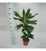 Dracaena Steudneri 45-15