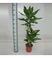 Dracaena Steudneri 60-30-15