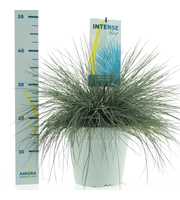 Festuca glauca Intense Blue®