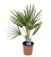 Chamaerops humilis P14