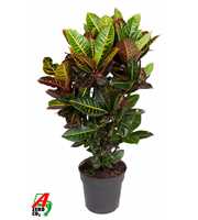 Codiaeum Petra vertakt P27