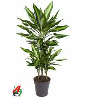 Dracaena Cintho 45-carrousel