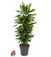 Dracaena Cintho vertakt P27