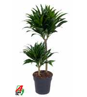 Dracaena Compacta 45-15