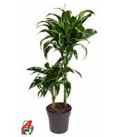 Dracaena Dorado 45-15