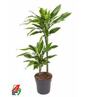 Dracaena Gold Coast 45-15