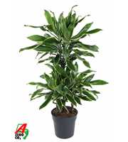 Dracaena Gold Coast 45-carrousel