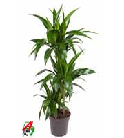 Dracaena Janet Craig 60-30-15