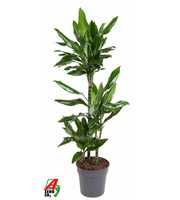 Dracaena Janet Lind 60-30-15