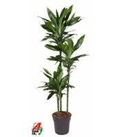 Dracaena Janet Lind 90-60-30