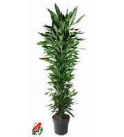 Dracaena Janet Lind vertakt P40